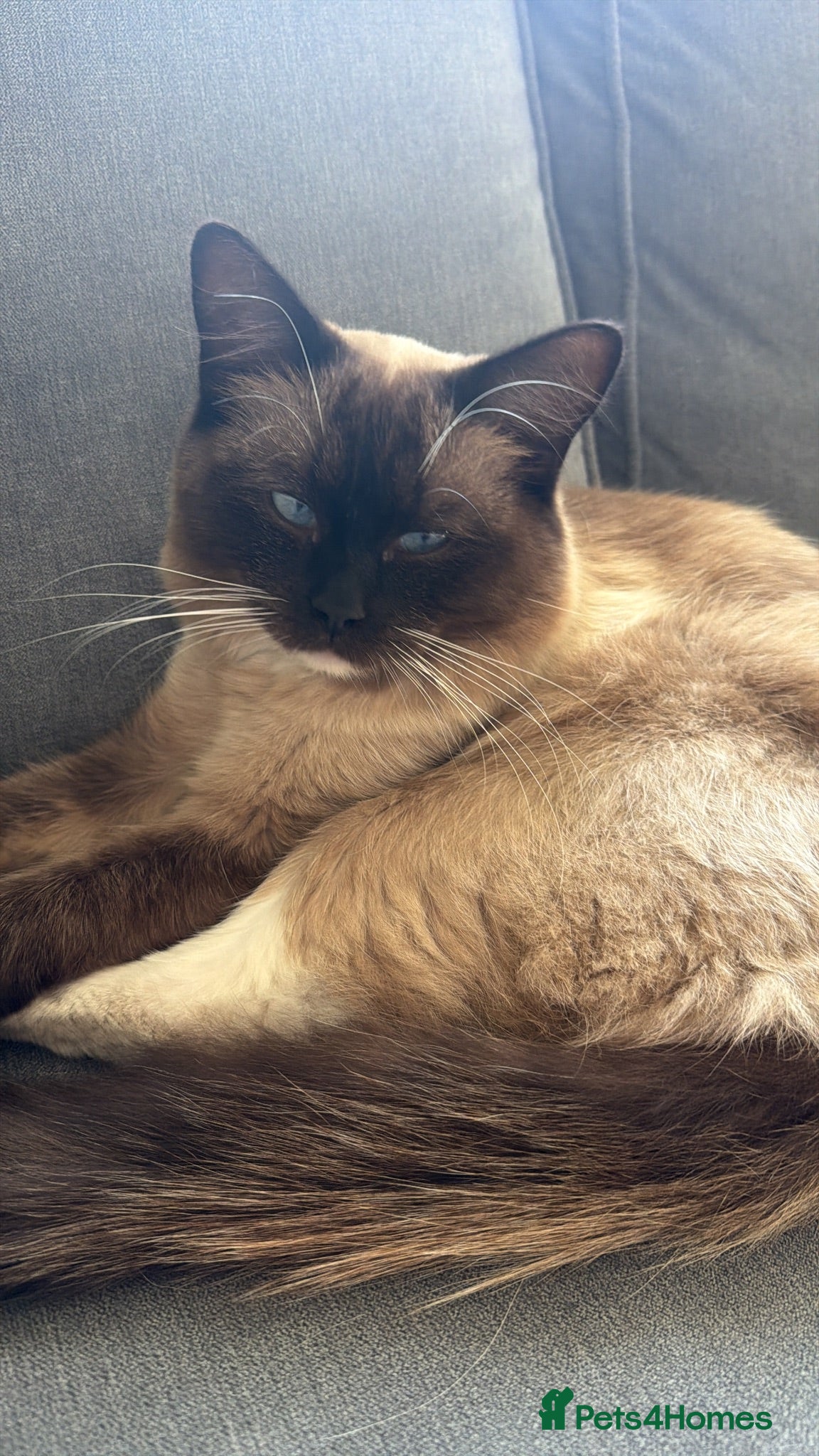 Ragdoll cats Nimbus for stud! ⭐ 🐾 - Advert 2