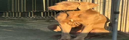 Weimaraner dogs for stud: PROVEN STUD - Advert 1