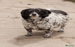 Mixed Breed dogs for adoption: 💖🐶 LYRA 🐶💖 - Image 7