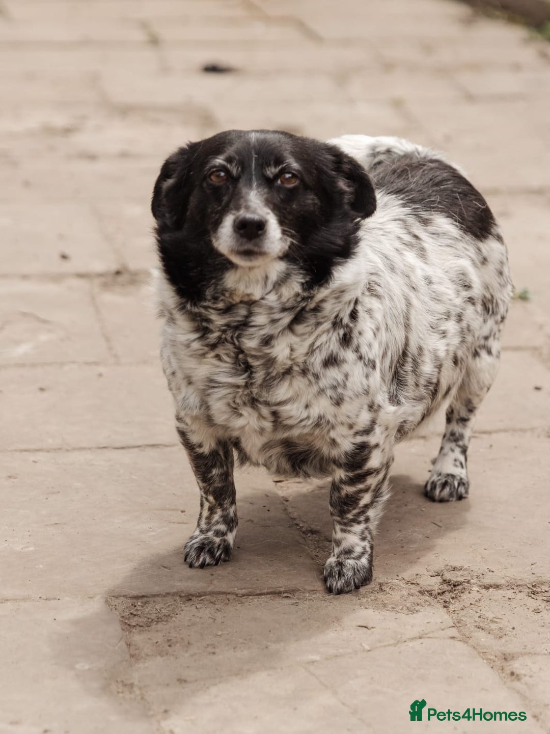 Mixed Breed dogs for adoption: 💖🐶 LYRA 🐶💖 - Image 7