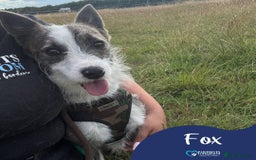 Mixed Breed dogs for adoption: Meet Fox, currently residing in Essex  - Image 1