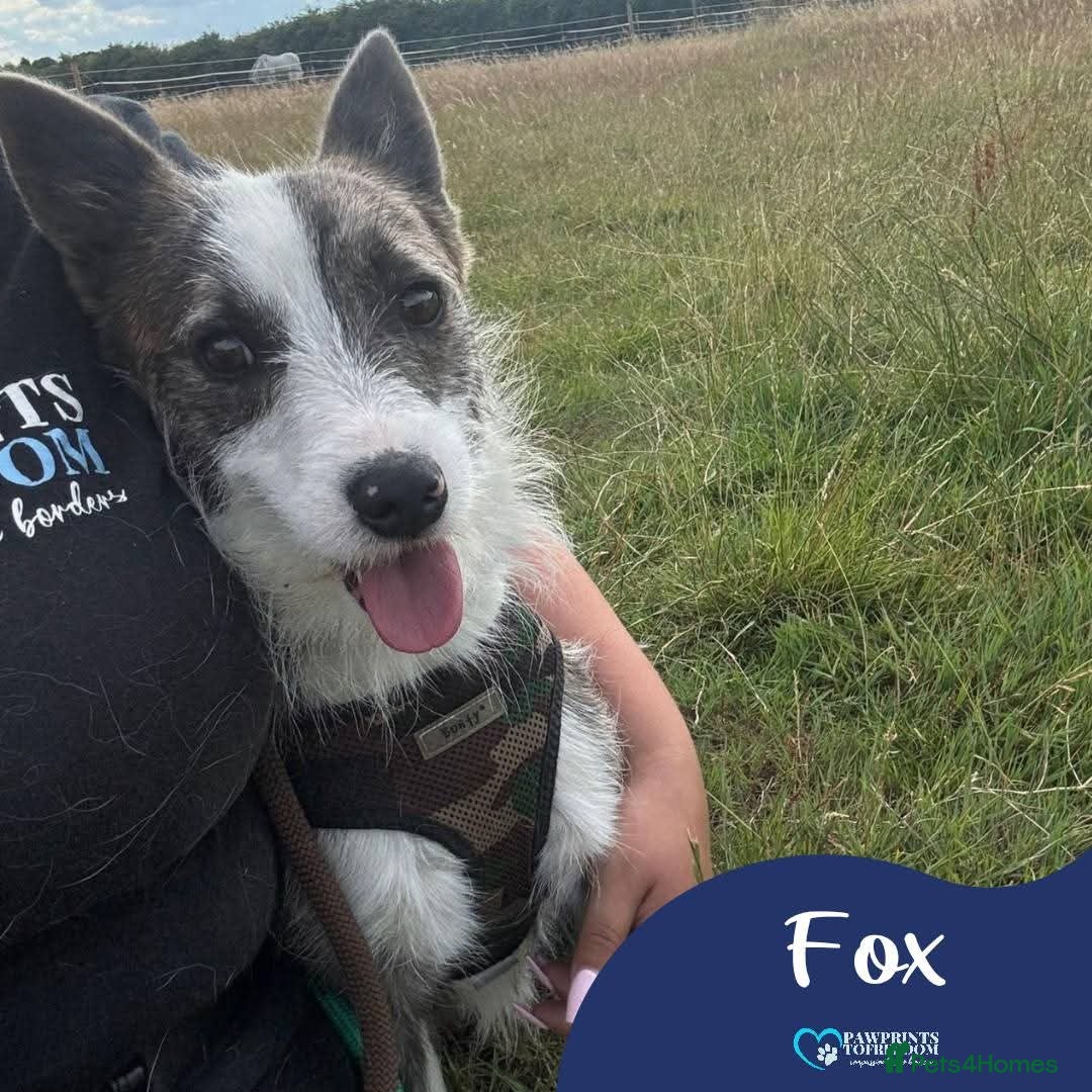 Mixed Breed dogs for adoption: Meet Fox, currently residing in Essex  - Image 1
