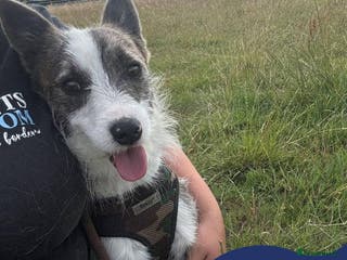 Mixed Breed dogs Meet Fox, currently residing in Essex - Advert 20