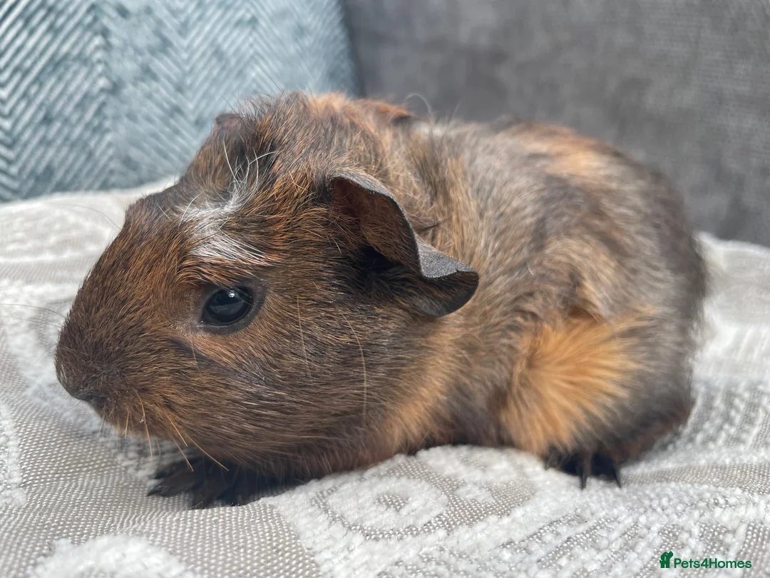 Guinea Pig rodents for sale: Gorgeous Female Guinea Pigs - Advert 5