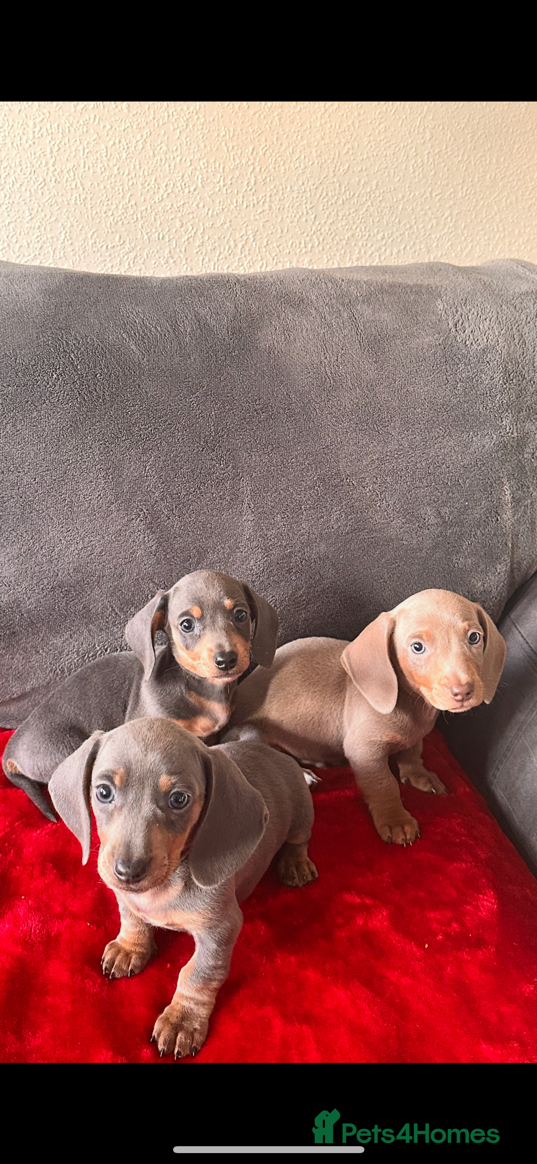 Miniature Dachshund dogs for sale: Beautiful miniature dachshund  - Image 4