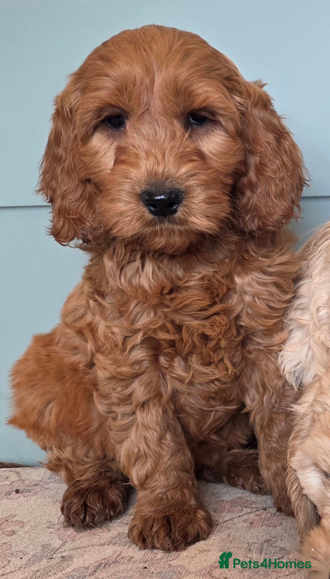 Cockapoo dogs for sale: COCKAPOO  in Blackburn - Advert 5