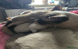Siamese cats for sale:  Two chocolate point beautiful babies  - Image 16