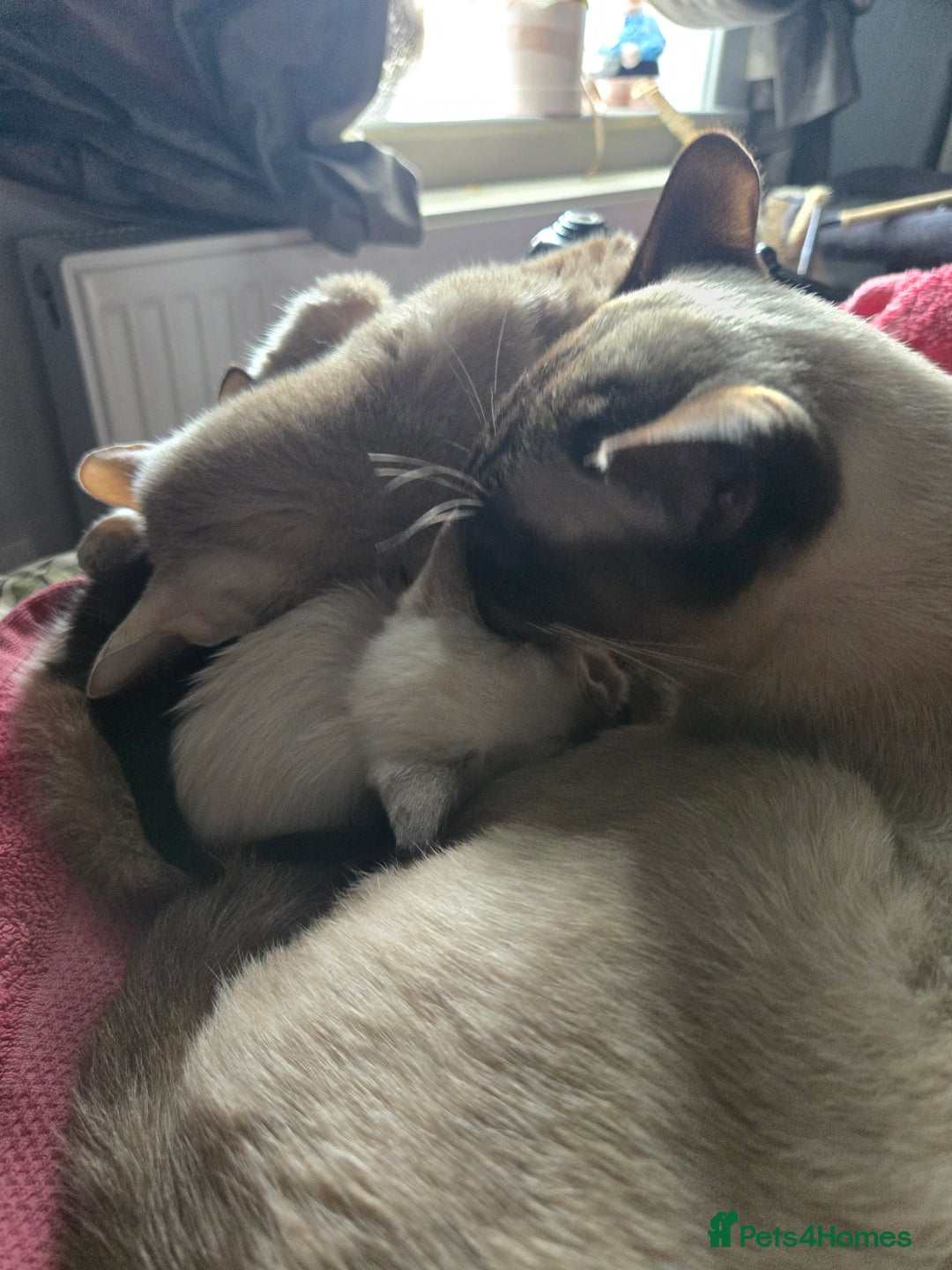Siamese cats for sale:  Two chocolate point beautiful babies  - Image 16