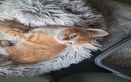 Mixed Breed cats for sale:  🐾 Adorable Kittens Looking for Loving Homes 🏡 - Image 8