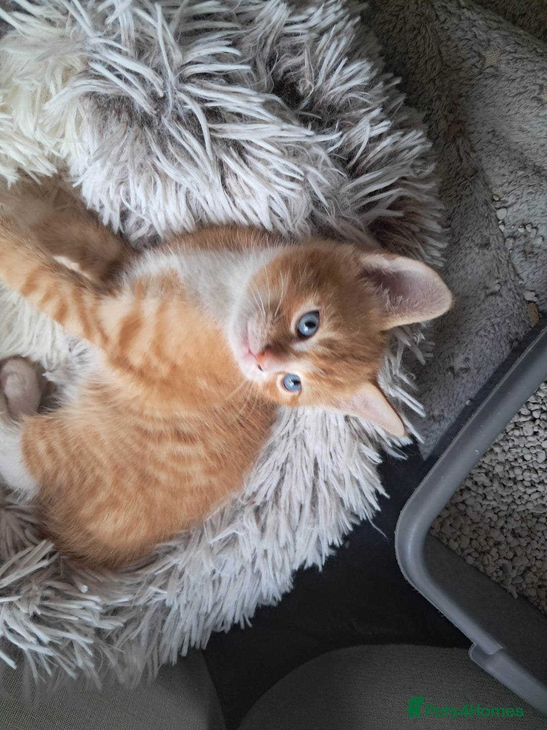 Mixed Breed cats for sale:  🐾 Adorable Kittens Looking for Loving Homes 🏡 - Image 8