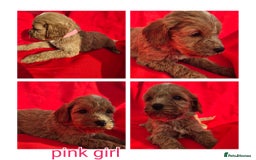 Cockapoo dogs for sale: cockerpoo puppies  - Image 6