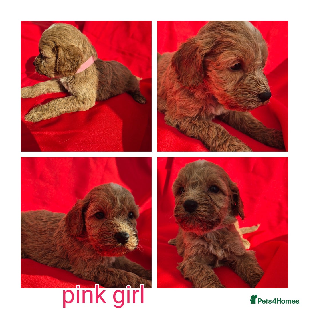 Cockapoo dogs for sale: cockerpoo puppies  - Image 6