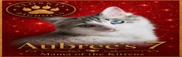 Ragdoll cats for sale: Stunning Ragdoll Kittens for Sale - Advert 1