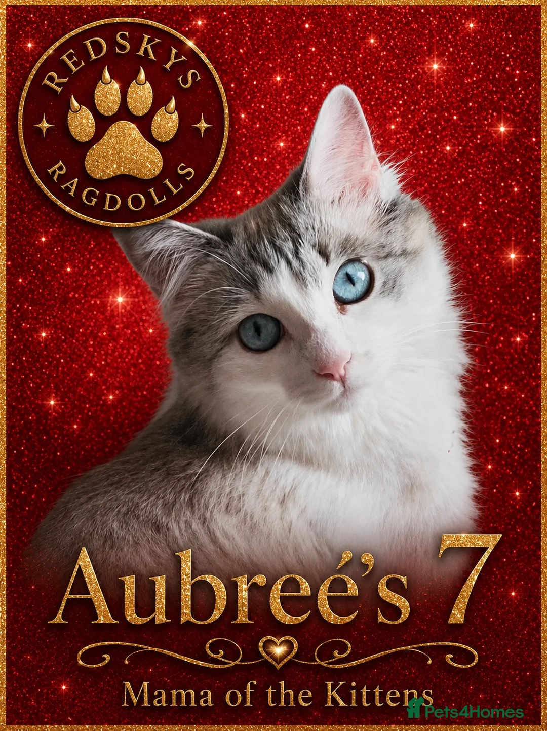 Ragdoll cats for sale: Stunning Ragdoll Kittens for Sale - Advert 1