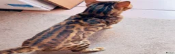 Bengal cats for sale: Ticca registered active male  - Advert 9