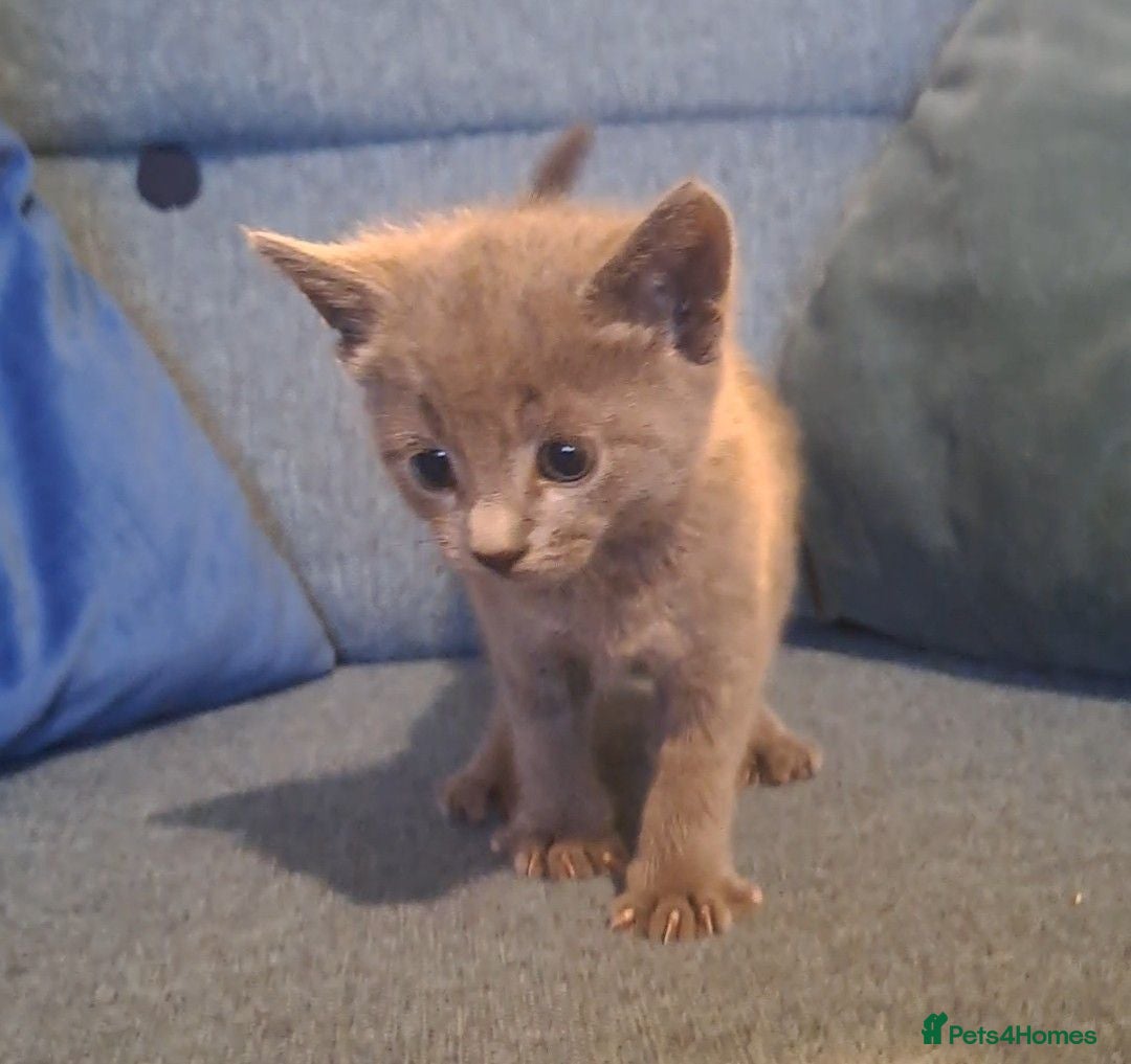 Mixed Breed cats Kittens for sale, mixed breed, 2 male, 5 females - Advert 17