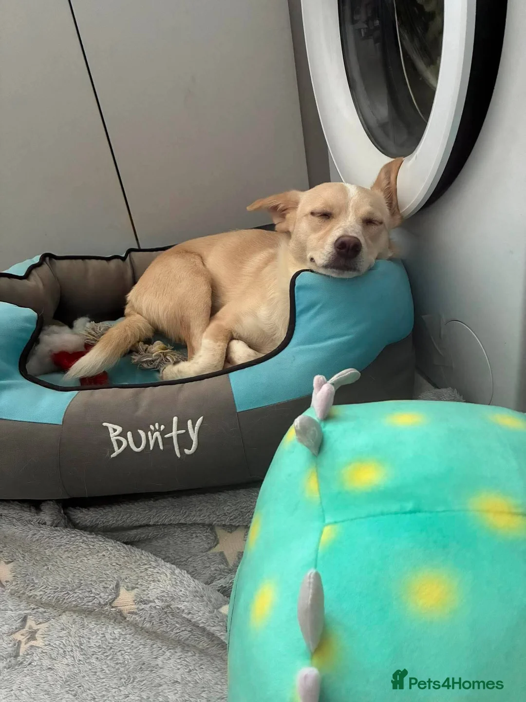 Mixed Breed dogs for adoption: Latte for adoption in Leigh-on-Sea - Advert 7