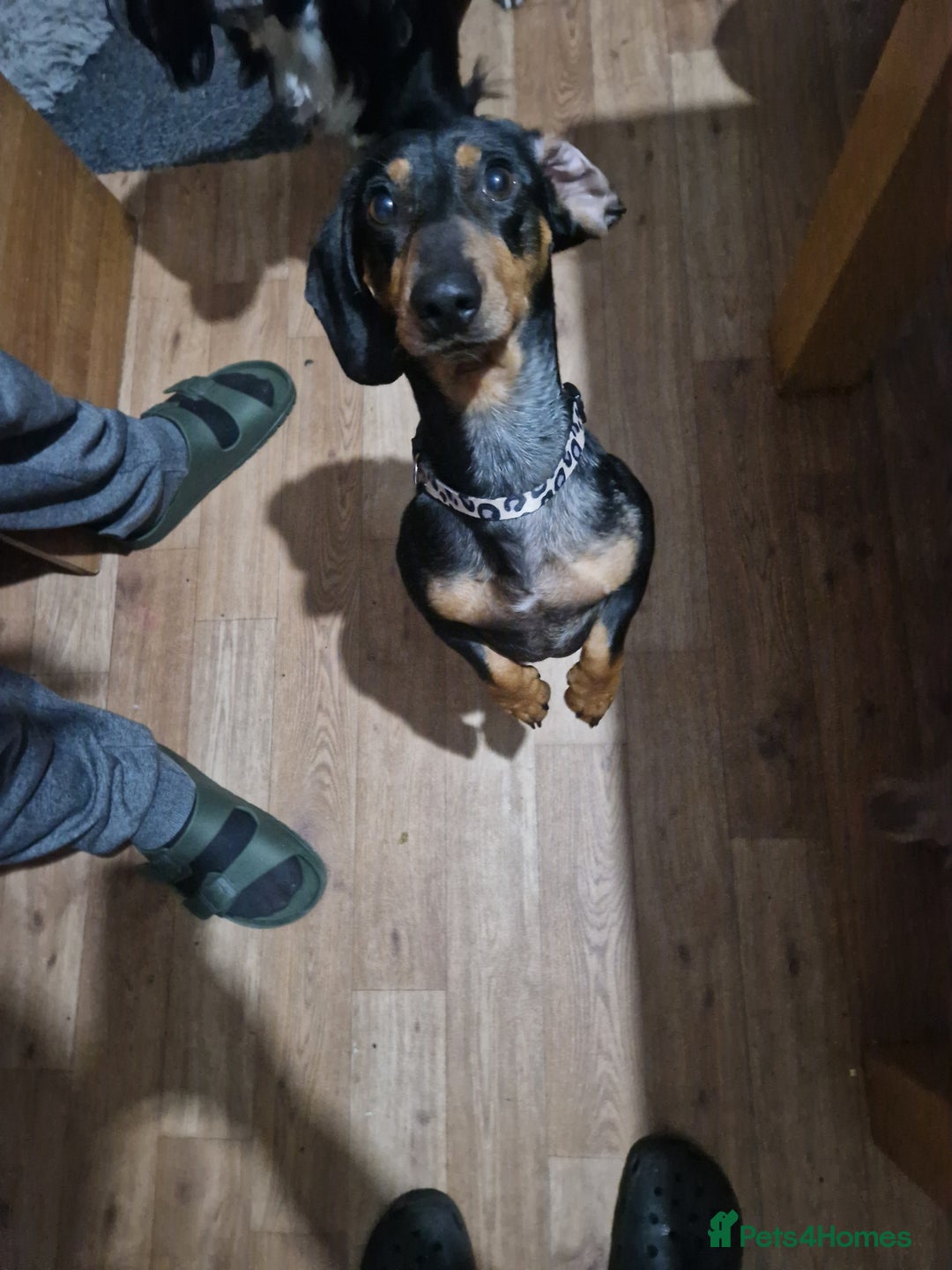 Miniature Dachshund dogs for sale: Beautiful Miniature dachshund  - Advert 4
