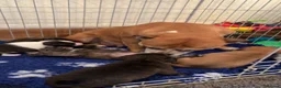 Staffordshire Bull Terrier dogs for sale: Exceptional litter of Staffie puppies - Advert 1
