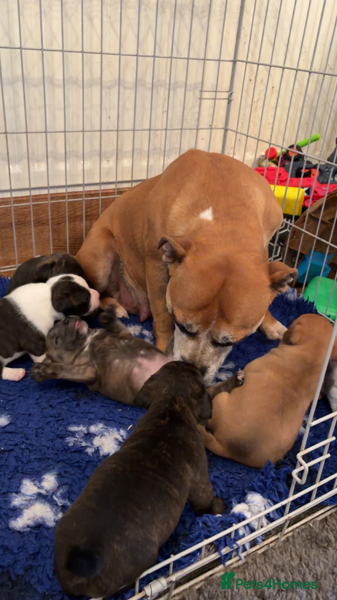 Staffordshire Bull Terrier dogs for sale: Exceptional litter of Staffie puppies - Advert 1