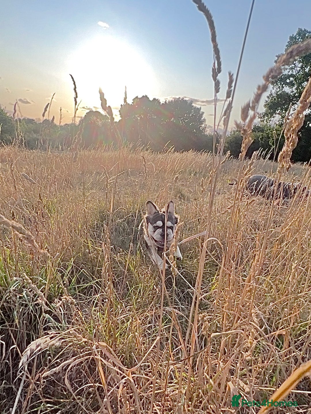 French Bulldog dogs for sale: KC reg+4 panel health+DNA EA Husky Female pup - Advert 15