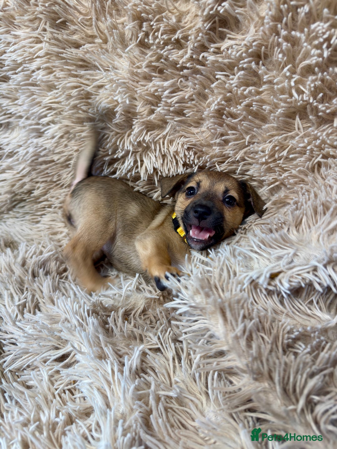 Jack Russell dogs for sale: Much Wenlock Mix Miniature Jack Russell Puppies - Image 18