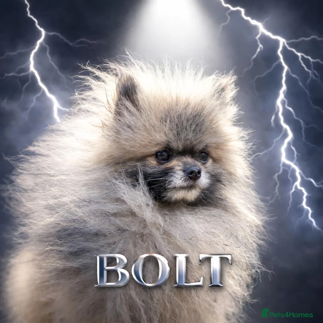 Pomeranian dogs for stud: Outstanding Tiny Stud Boy kc in Pontefract - Advert 14