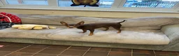 Miniature Pinscher dogs for stud: Tiger the min pin stud - Advert 4