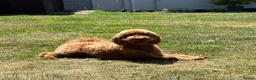Mixed Breed dogs for sale: ❤️❤️ AUSTRALIAN GOLDENDOODLES ARE COMING SOON❤️❤️ in Northallerton - Advert 4