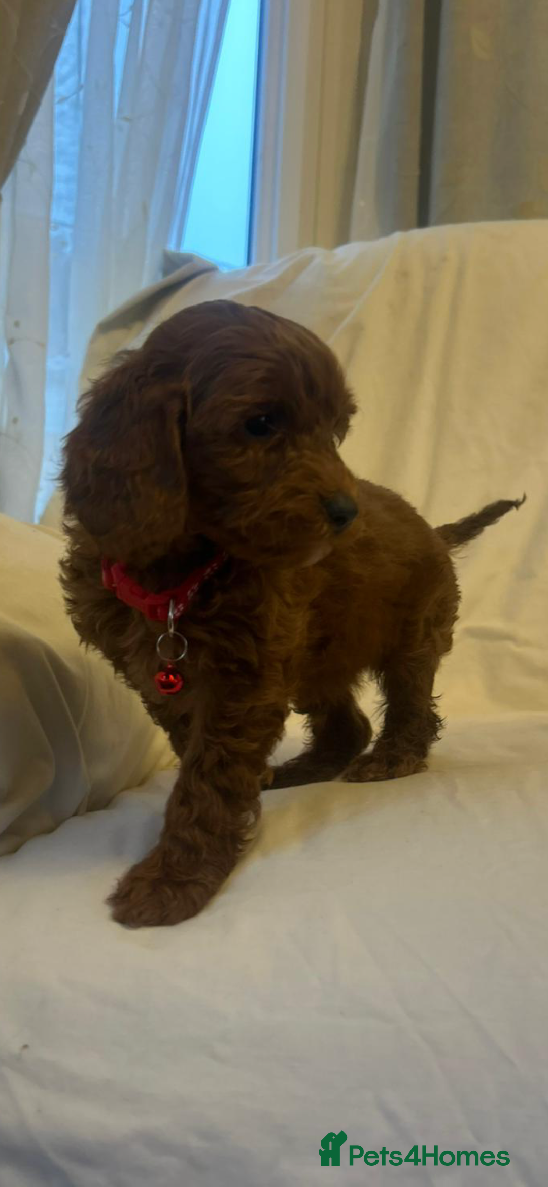 Cockapoo dogs for sale: Cockapoos - Advert 18