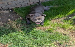 Staffordshire Bull Terrier dogs for sale: Blue staff for sale  - Image 22