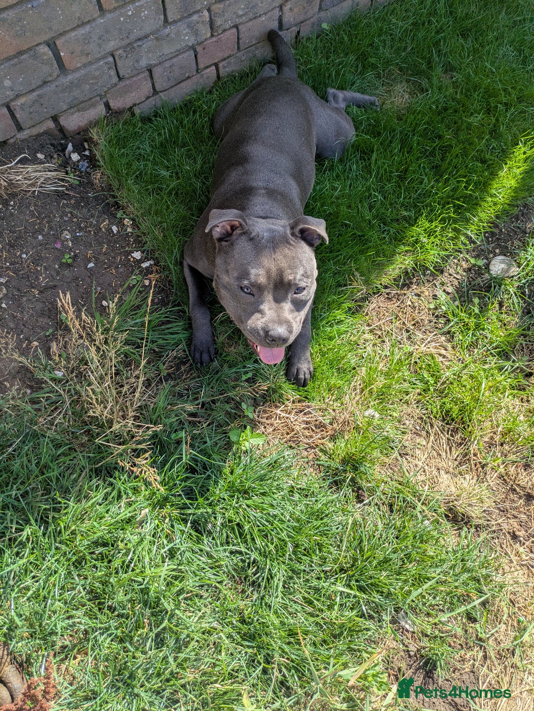 Staffordshire Bull Terrier dogs for sale: Blue staff for sale  - Image 22