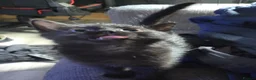 Mixed Breed cats for sale: 5 gorgeous Nebelung X British Tuxedo Shorthairs - Advert 2