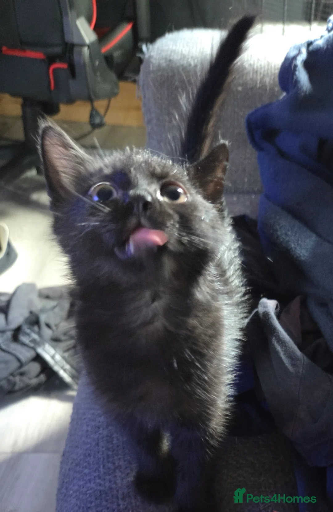 Mixed Breed cats for sale: 5 gorgeous Nebelung X British Tuxedo Shorthairs - Advert 2