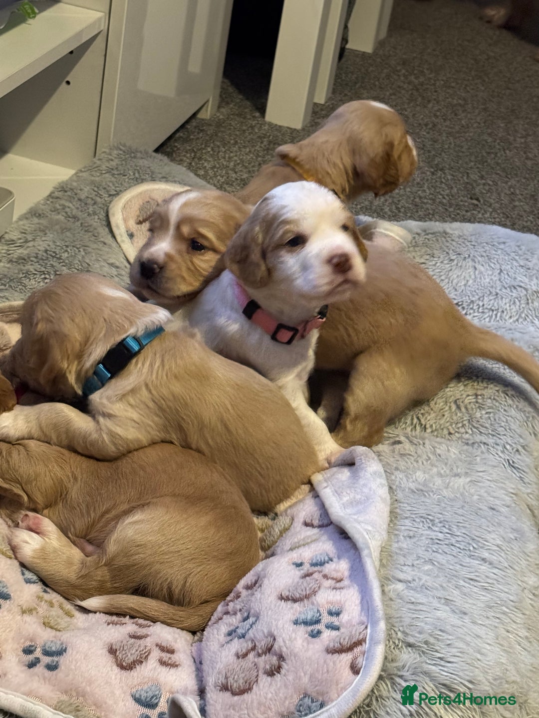 Cocker Spaniel dogs for sale: Last Baby Available - Advert 5