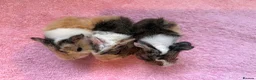 Guinea Pig rodents for sale: 2 pairs of sow Peruvians and a jet black boar peru - Advert 8