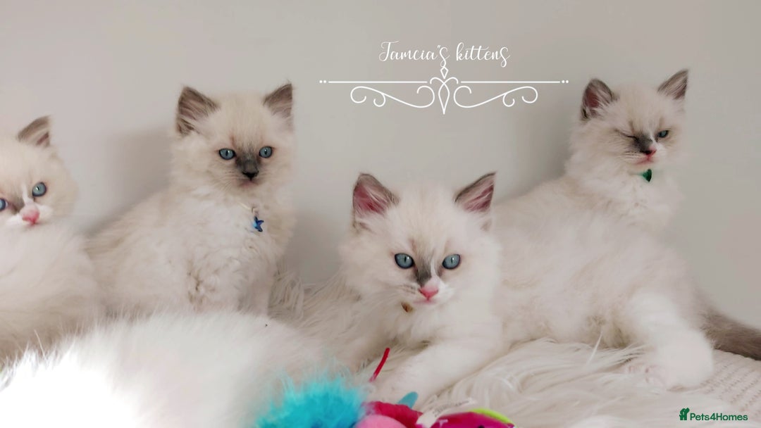 Ragdoll cats for sale: Beautiful Ragdoll kittens 😻😻😻 - Image 18