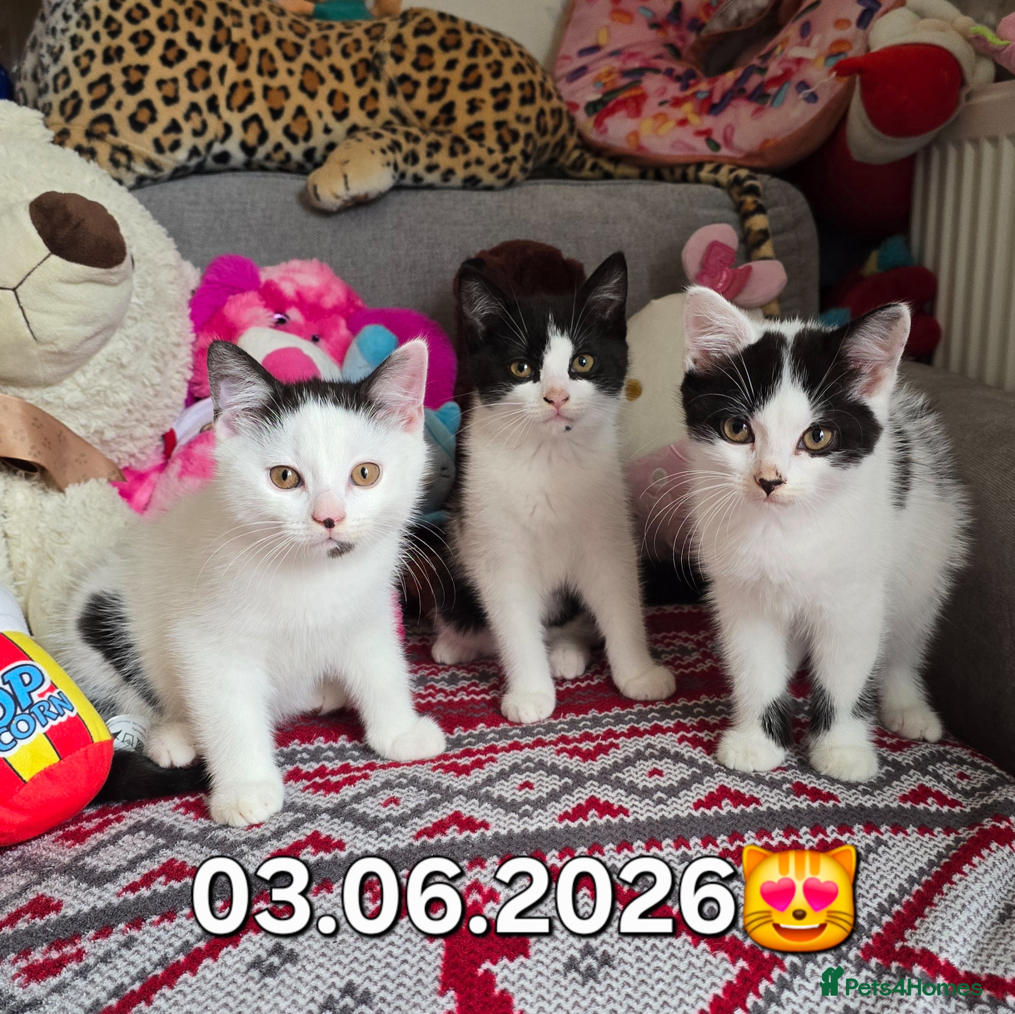 Mixed Breed cats for sale: British shorthair cross Kittens  - Advert 4