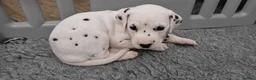 Dalmatian dogs for sale: SUPERB KC REGISTERED DALMATIANS - Advert 4