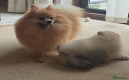 Pomeranian dogs for sale: Teddy Face Pomeranian Champion European Bloodline  - Image 20
