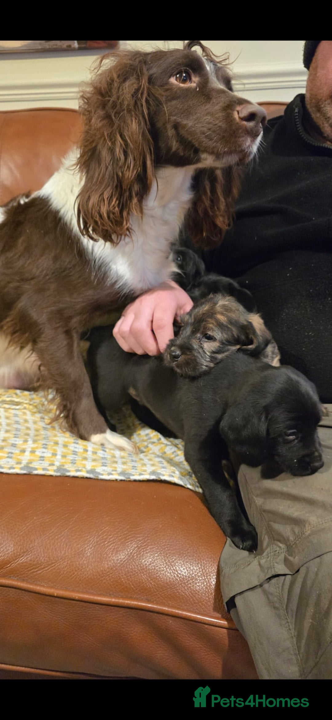 Sproodle dogs for sale: Springer spaniel x miniature poodle  - Advert 7