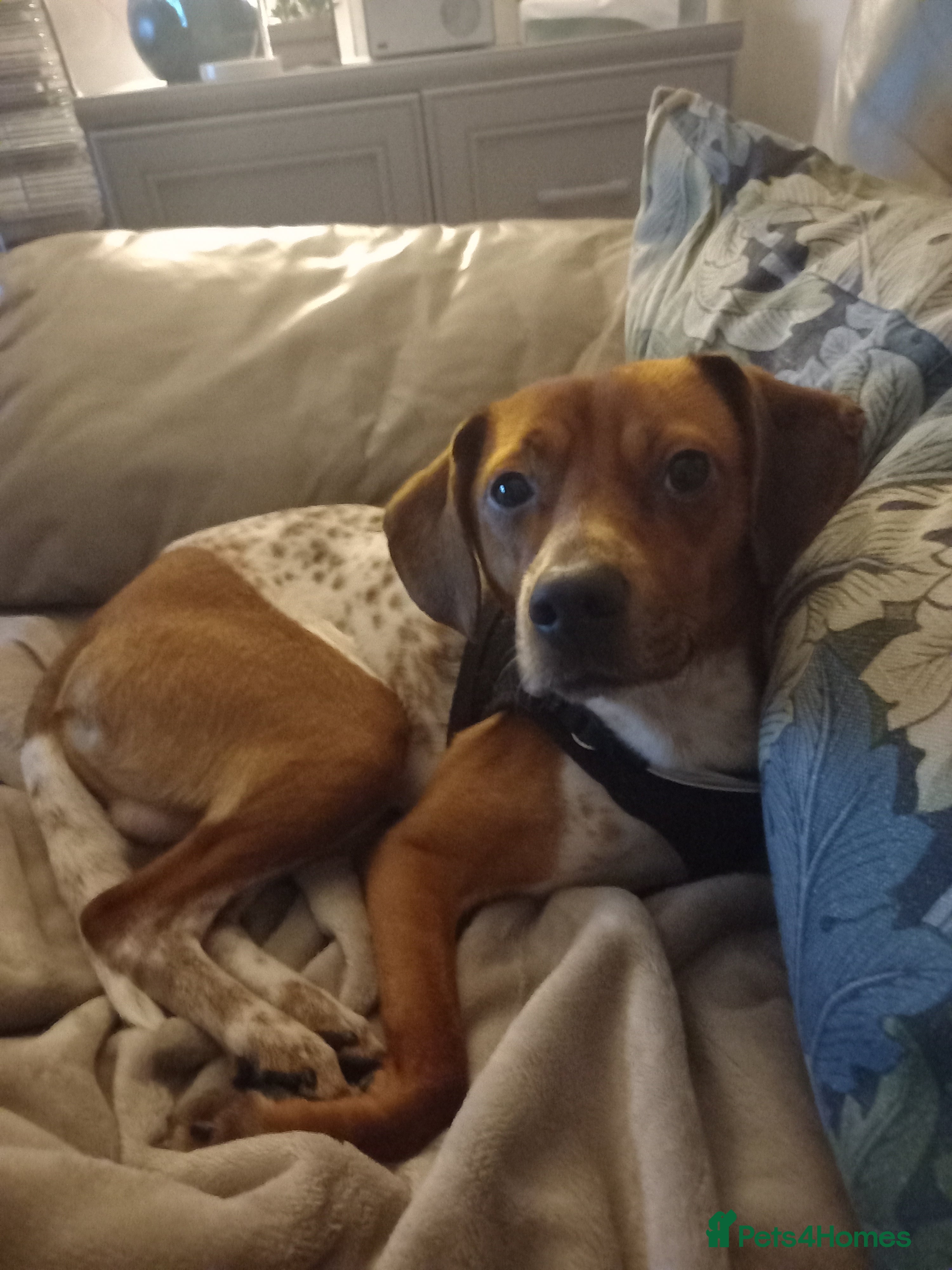 Mixed Breed dogs Jack Russell cross, male - Advert 1