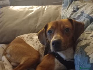 Mixed Breed dogs Jack Russell cross, male - Advert 1