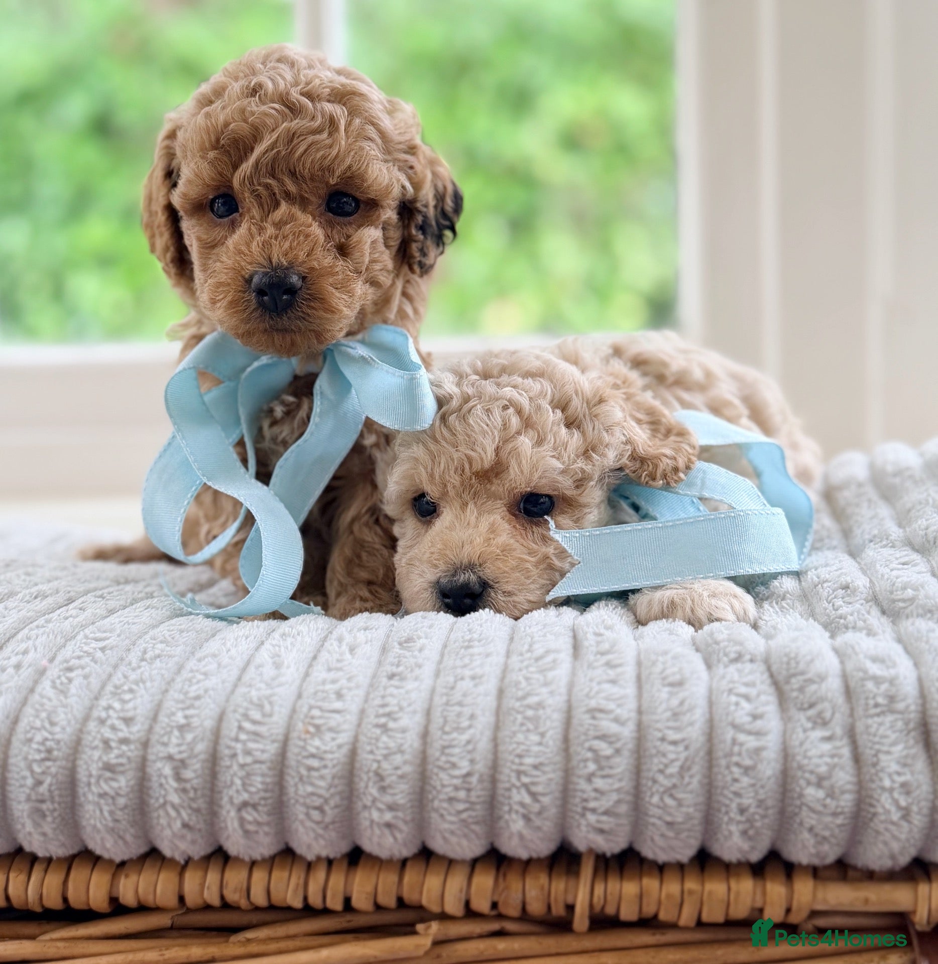 Mixed Breed dogs Stunning Shichon-poo teddies - Advert 2