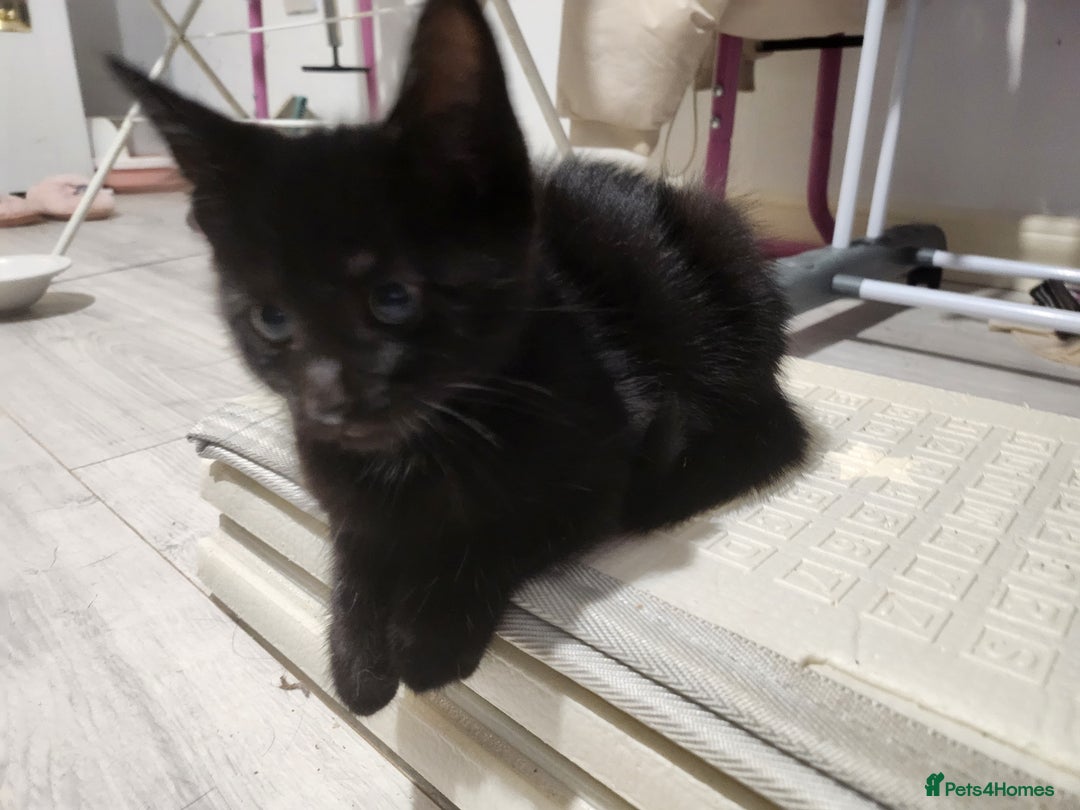 Mixed Breed cats for sale: Kittens  - Advert 17