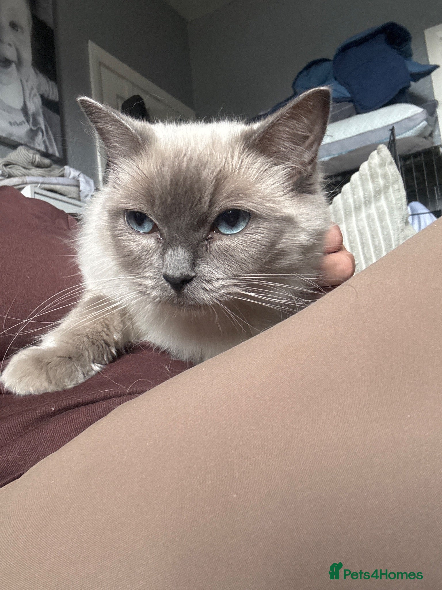 Ragdoll cats Stunning Female Ragdoll Kittens – Born 1st July 🐾 - Advert 2