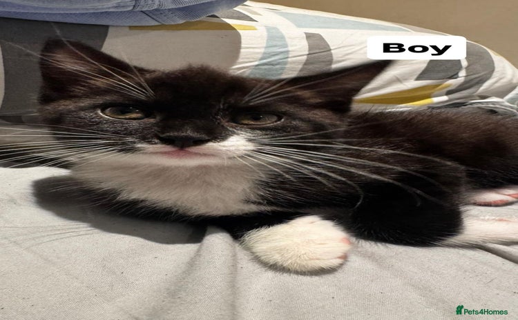 Mixed Breed cats - Advert 2
