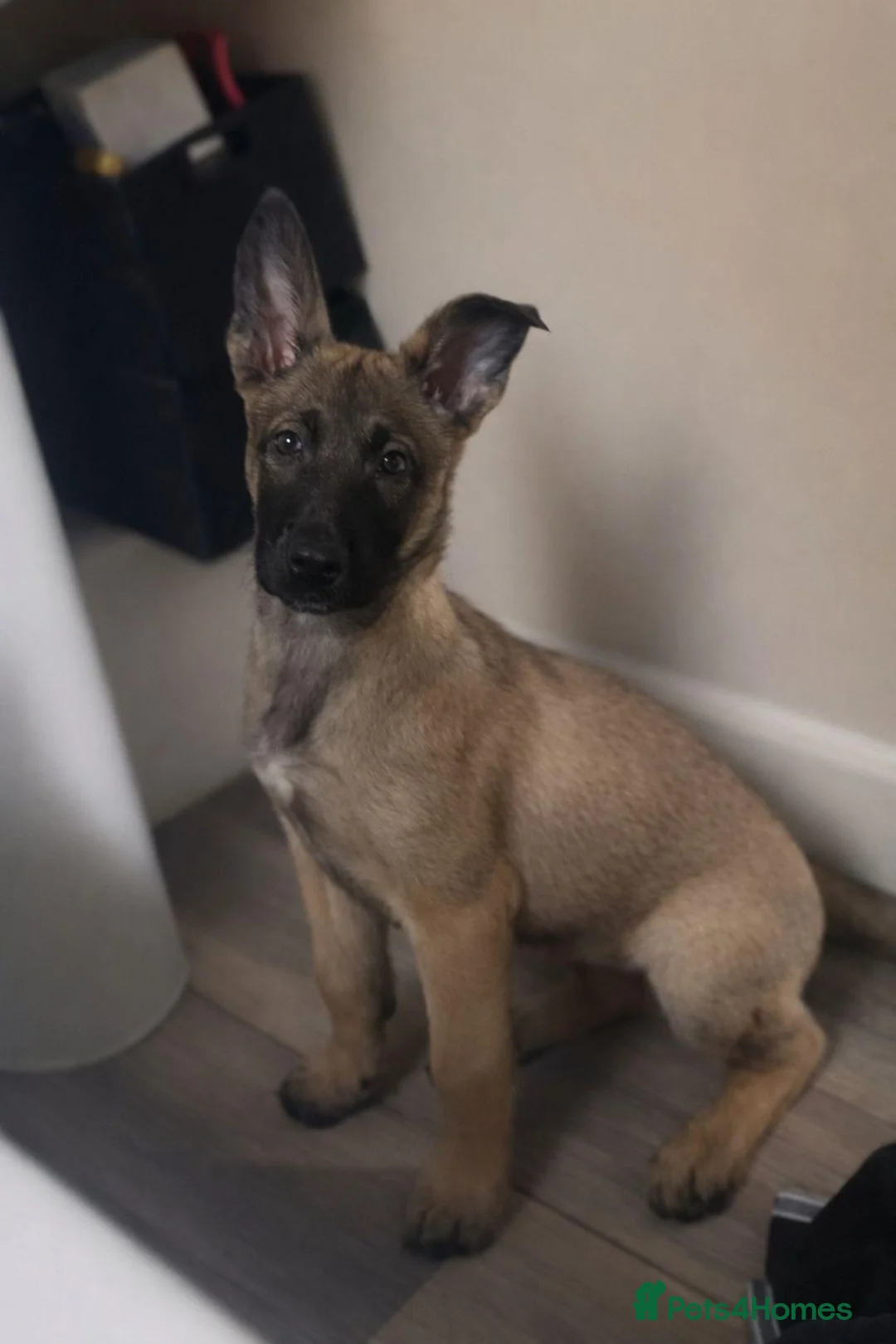 Belgian Shepherd Dog dogs for sale: Belgian Malinois Female - Advert 11