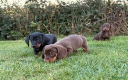 Dachshund dogs for sale: Beautiful KC smooth haired dachshund puppies  - Image 6