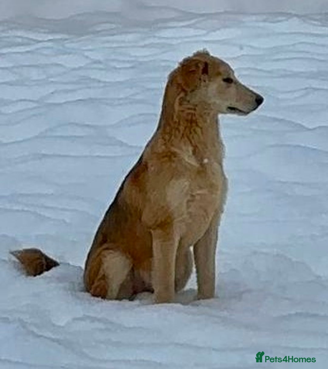 Golden Retriever dogs for adoption: 🐾 GOLDIE – Male Golden Retriever - Advert 4